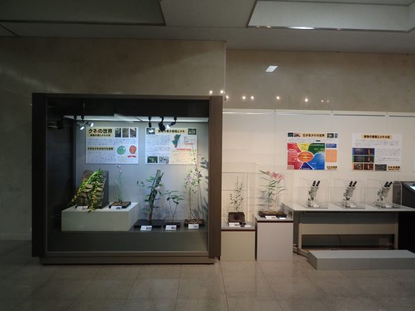 宮崎県総合博物館さま　「タネの世界」　に当社製作植物レプリカが展示されております