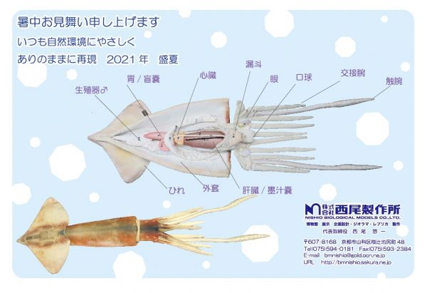 暑中お見舞い申し上げます イカの解剖模型です 西尾製作所